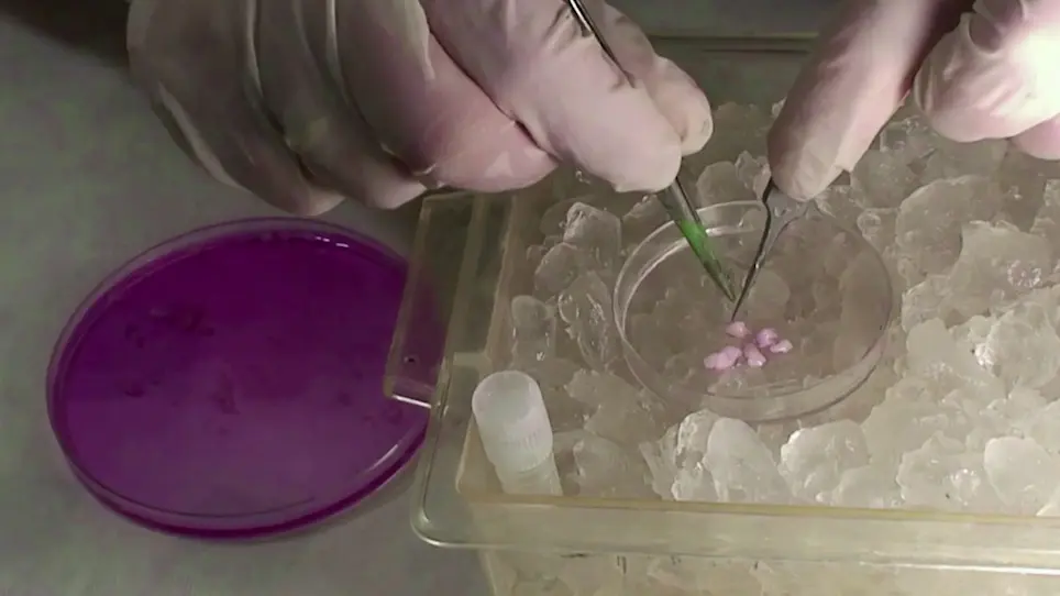 Testing Targeted Therapies in Cancer using Structural DNA Alteration Analysis and Patient-Derived Xenografts