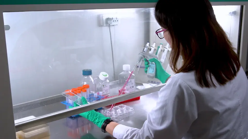 Analysis of Side Population in Solid Tumor Cell Lines