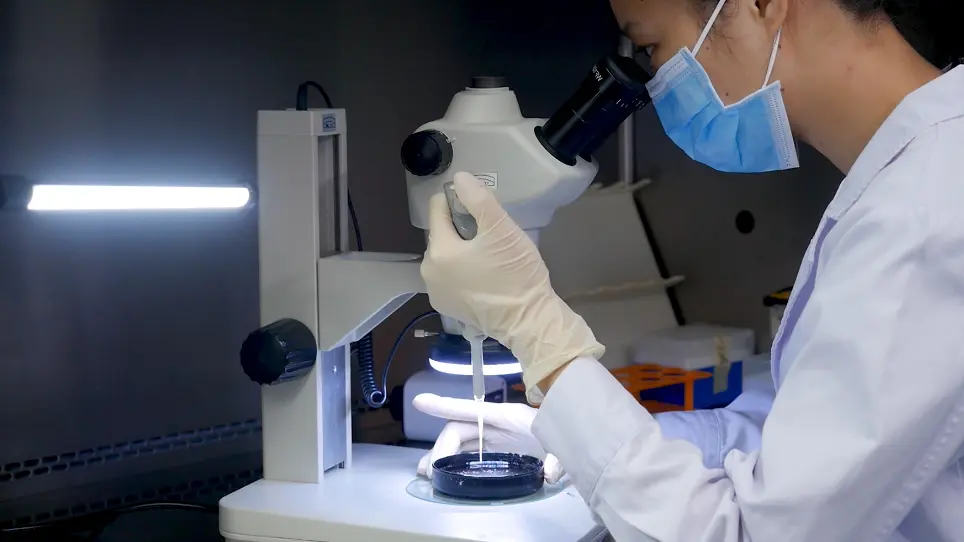Inguinal Subcutaneous White Adipose Tissue (ISWAT) Transplantation Model of Murine Islets