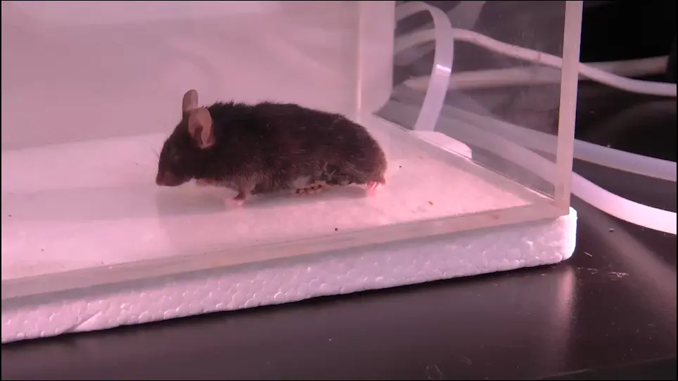 Sleeve Gastrectomy in Mice using Surgical Clips