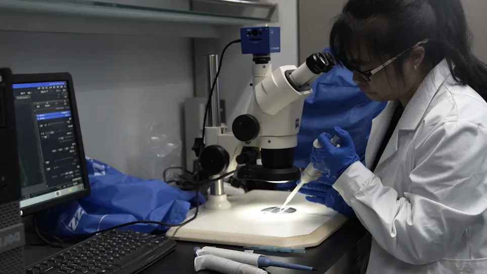 Localization and Quantification of Begomoviruses in Whitefly Tissues by Immunofluorescence and Quantitative PCR