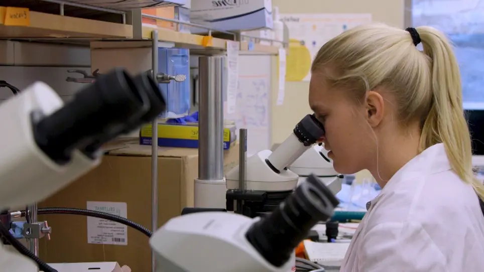Quantifying Liver Size in Larval Zebrafish Using Brightfield Microscopy