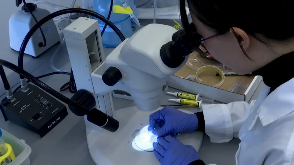 LarvaSPA, A Method for Mounting <em>Drosophila</em> Larva for Long-Term Time-Lapse Imaging