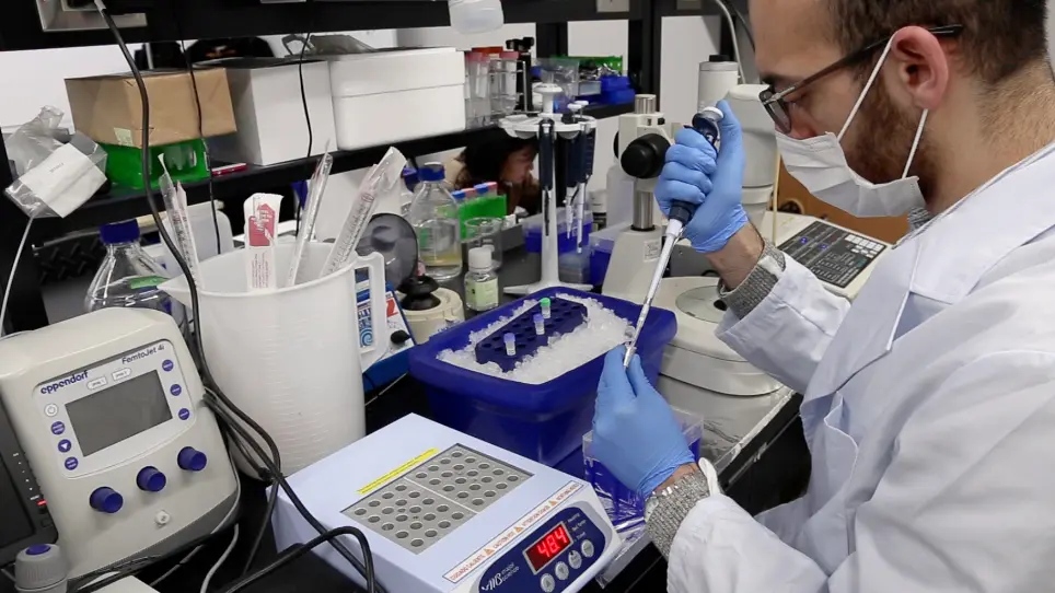 Use of Freeze-thawed Embryos for High-efficiency Production of Genetically Modified Mice