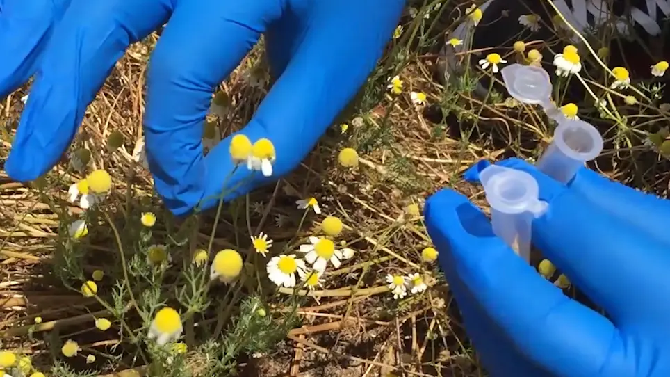 Field Identification of <em>Matricaria chamomilla</em> using a Portable qPCR System