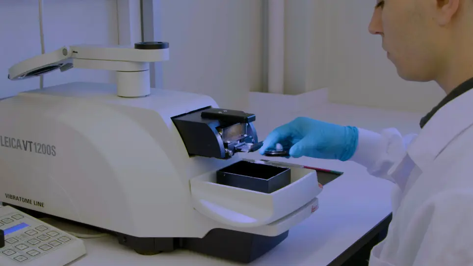 Double In Utero Electroporation to Target Temporally and Spatially Separated Cell Populations