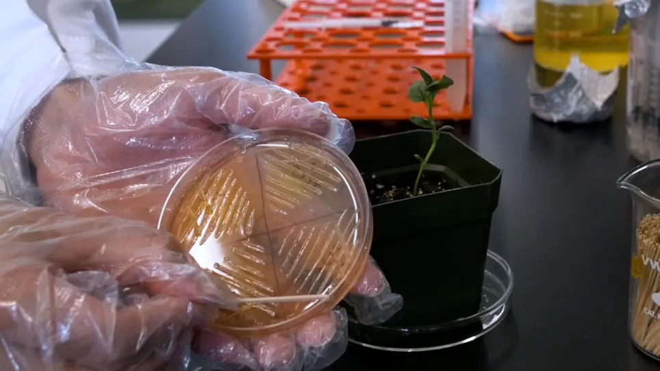 Potato Virus X-Based microRNA Silencing (VbMS) In Potato.