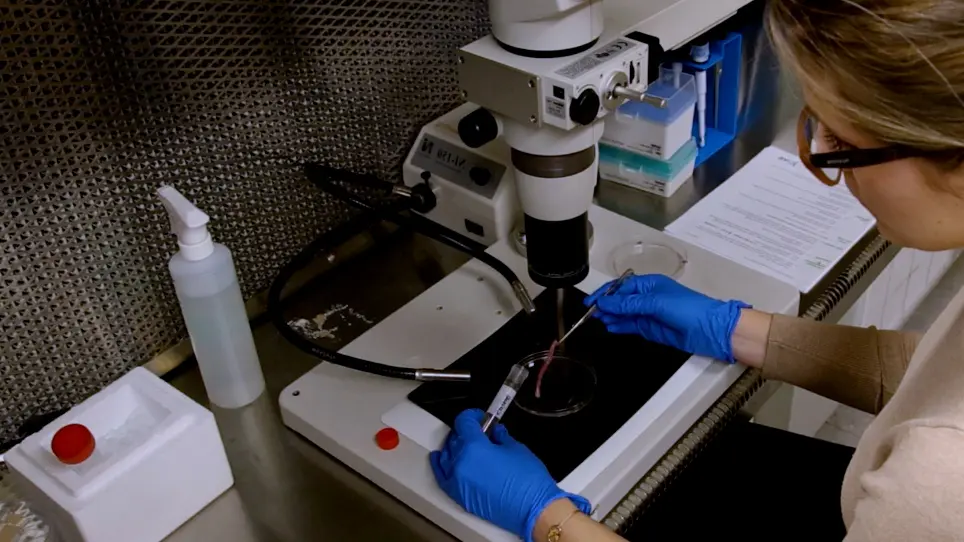Mouse Footpad Inoculation Model to Study Viral-Induced Neuroinflammatory Responses