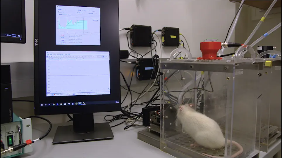 Preparation of Peripheral Nerve Stimulation Electrodes for Chronic Implantation in Rats