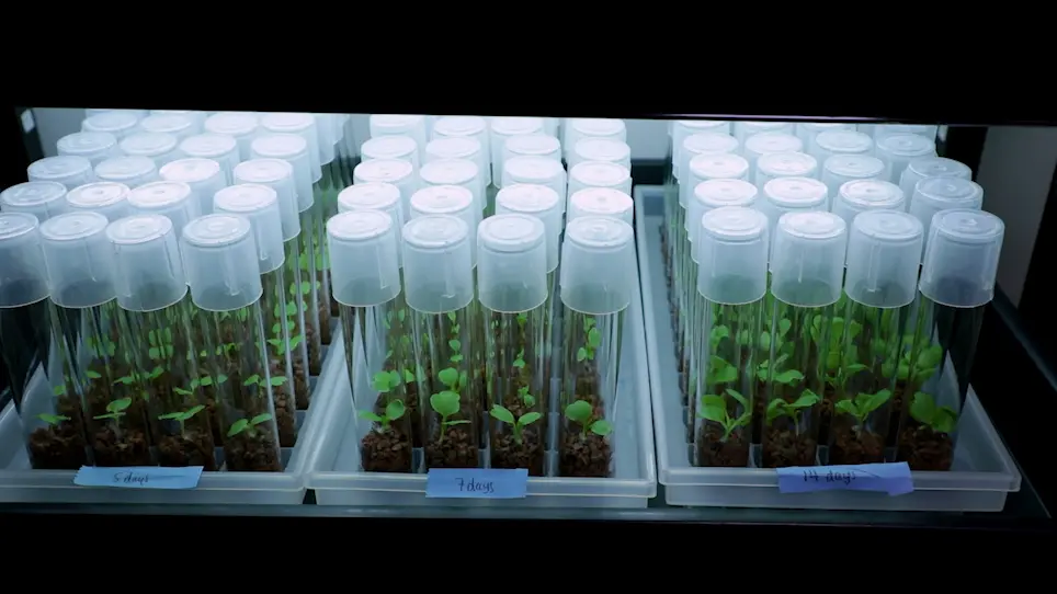 A Gnotobiotic System for Studying Microbiome Assembly in the Phyllosphere and in Vegetable Fermentation