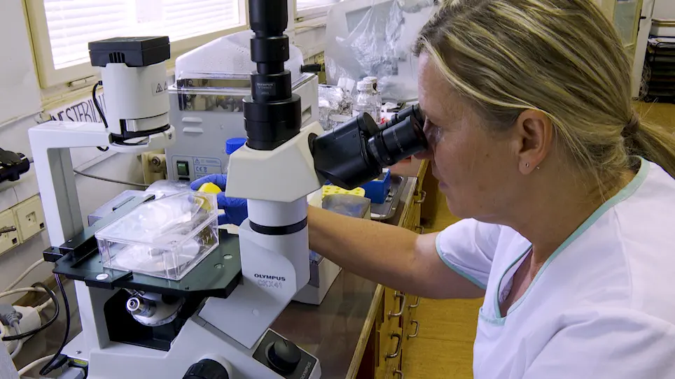 Simple Detection of Primary Cilia by Immunofluorescence