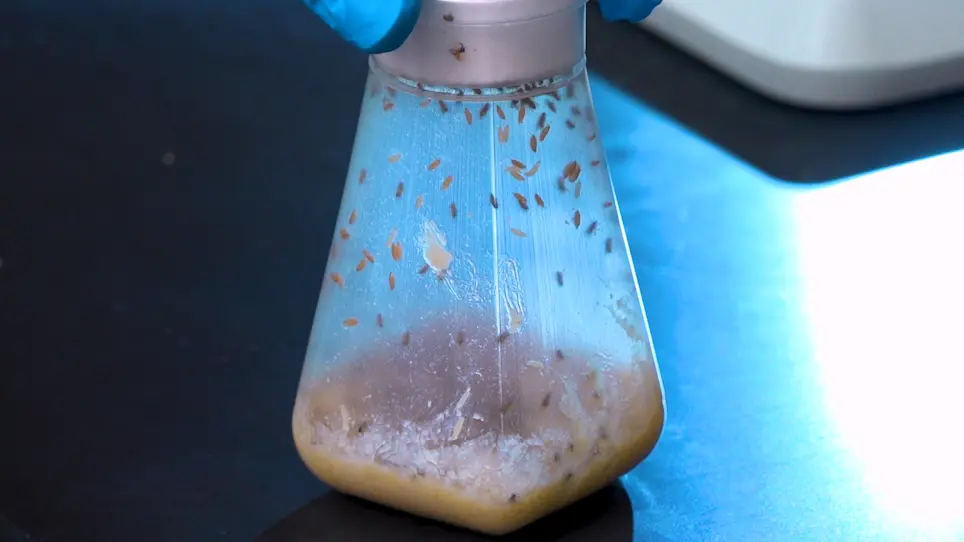Circadian Entrainment of Drosophila Melanogaster