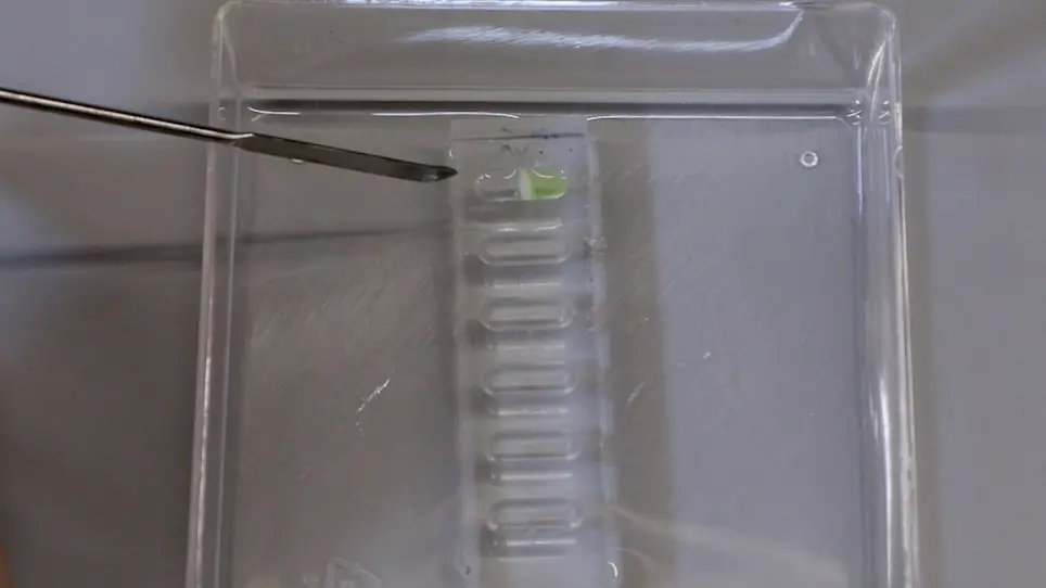 Characterization of Intra-Cartilage Transport Properties of Cationic Peptide Carriers