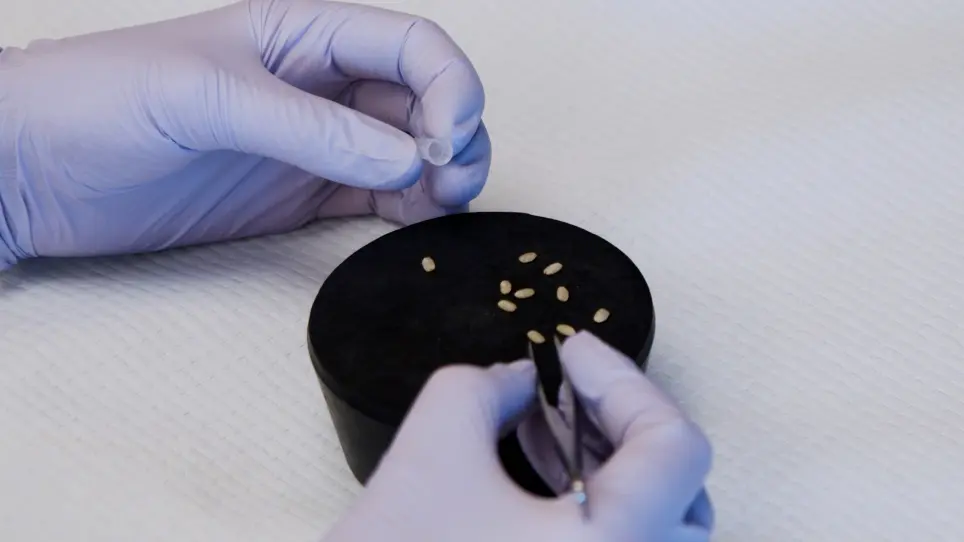 Transverse Sectioning of Mature Rice (<em>Oryza sativa</em> L.) Kernels for Scanning Electron Microscopy Imaging Using Pipette Tips as Immobilization Support