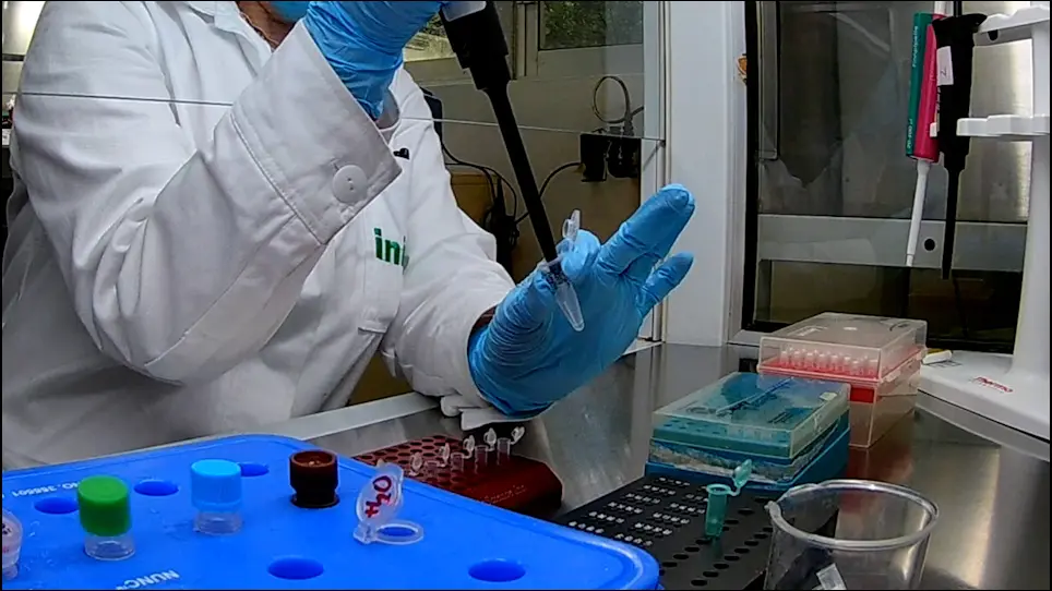Quantitation of Rabies Virus in Various Bovine Brain Structures