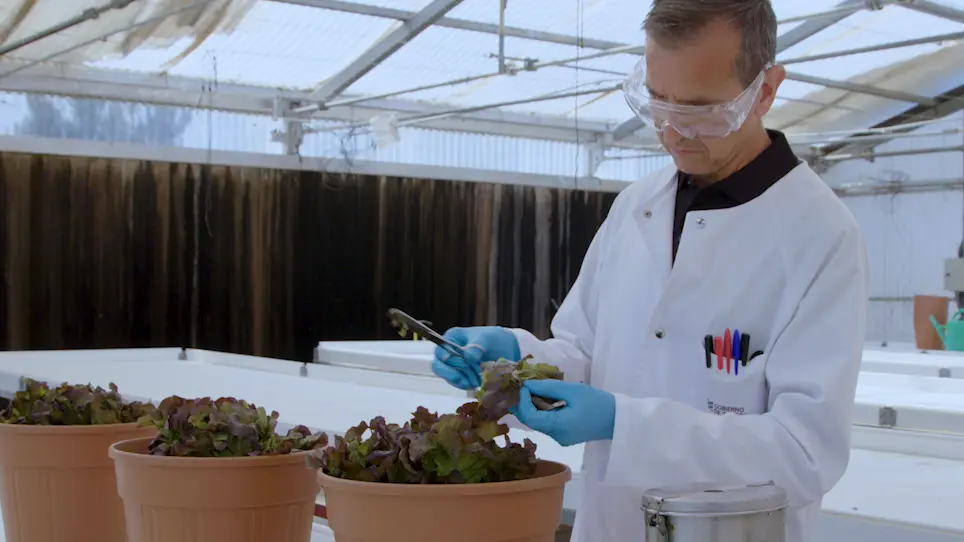 Improved UPLC-UV Method for the Quantification of Vitamin C in Lettuce Varieties (<em>Lactuca sativa</em> L.) and Crop Wild Relatives (<em>Lactuca</em> spp.)