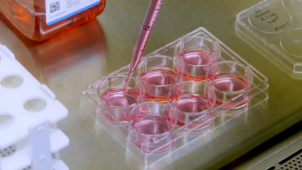Assessing Cellular Target Engagement by SHP2 (PTPN11) Phosphatase Inhibitors