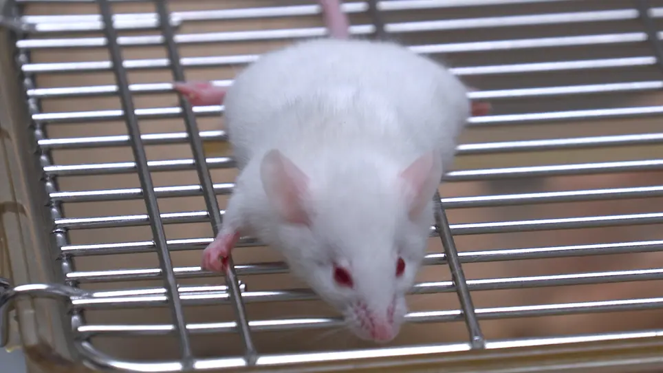 Intratracheal Administration of Dry Powder Formulation in Mice