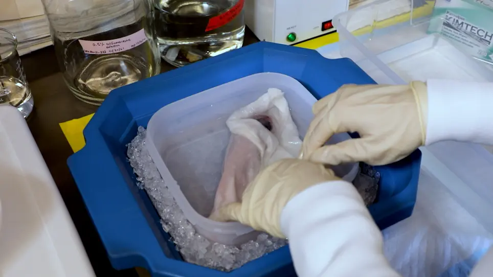 Inhibition of Wound Epidermis Formation via Full Skin Flap Surgery During Axolotl Limb Regeneration
