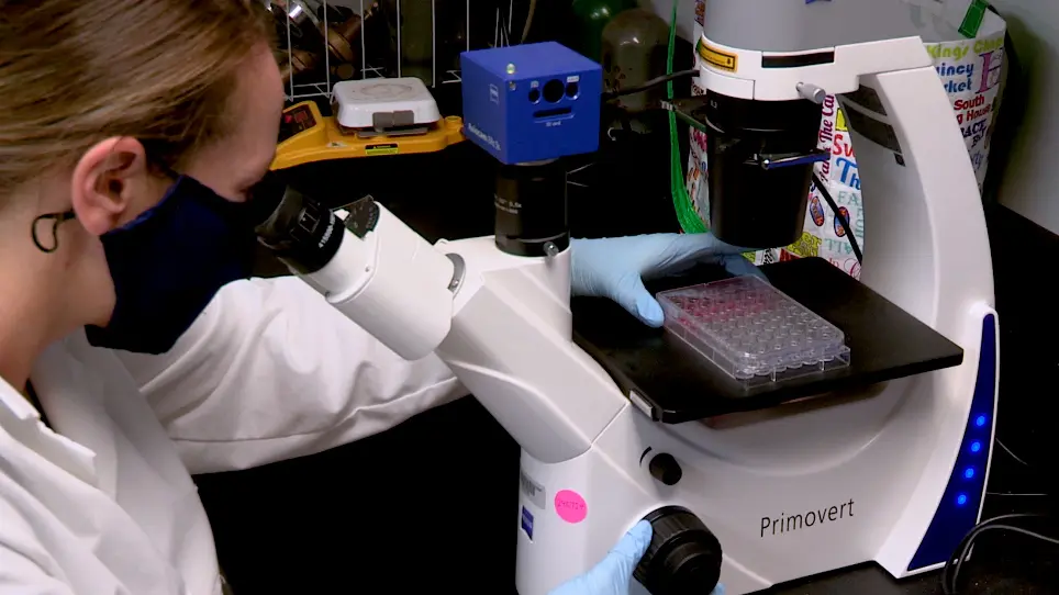 A Cost Effective and Adaptable Scratch Migration Assay