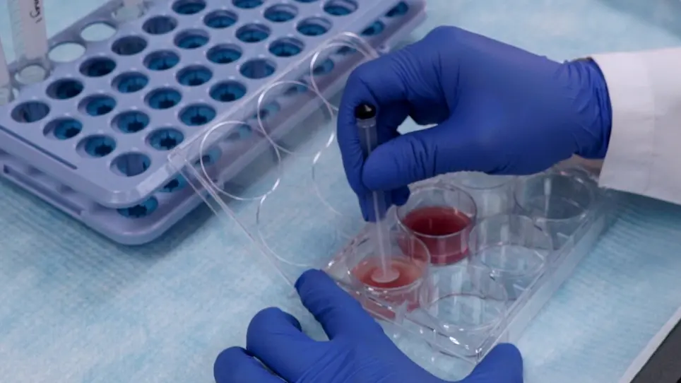 Isolation of Mouse Kidney-Resident CD8<sup>+</sup> T cells for Flow Cytometry Analysis