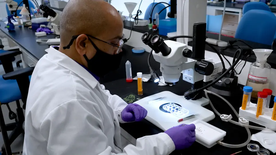 Super-Resolution Live Cell Imaging of Subcellular Structures
