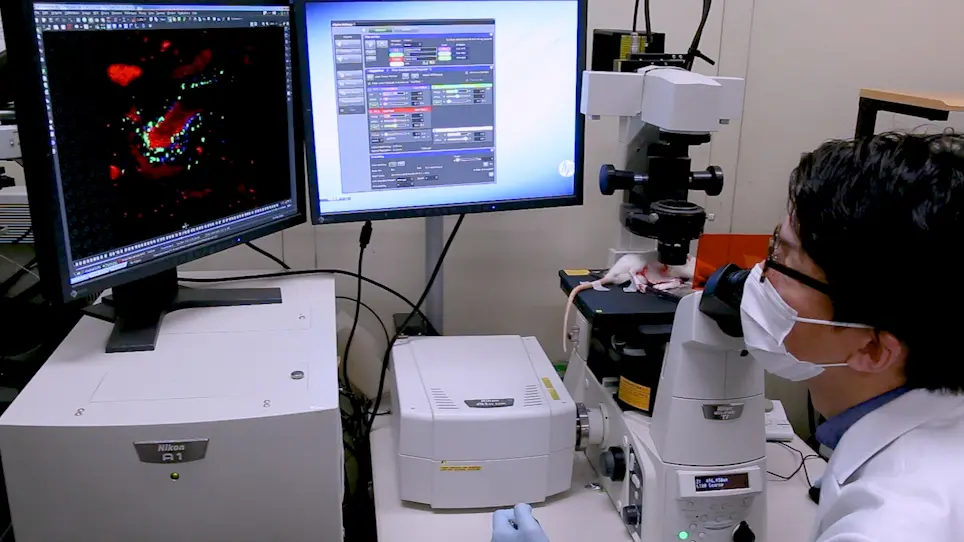 Microscopic Observation of Lymphocyte Dynamics in Rat Peyer's Patches