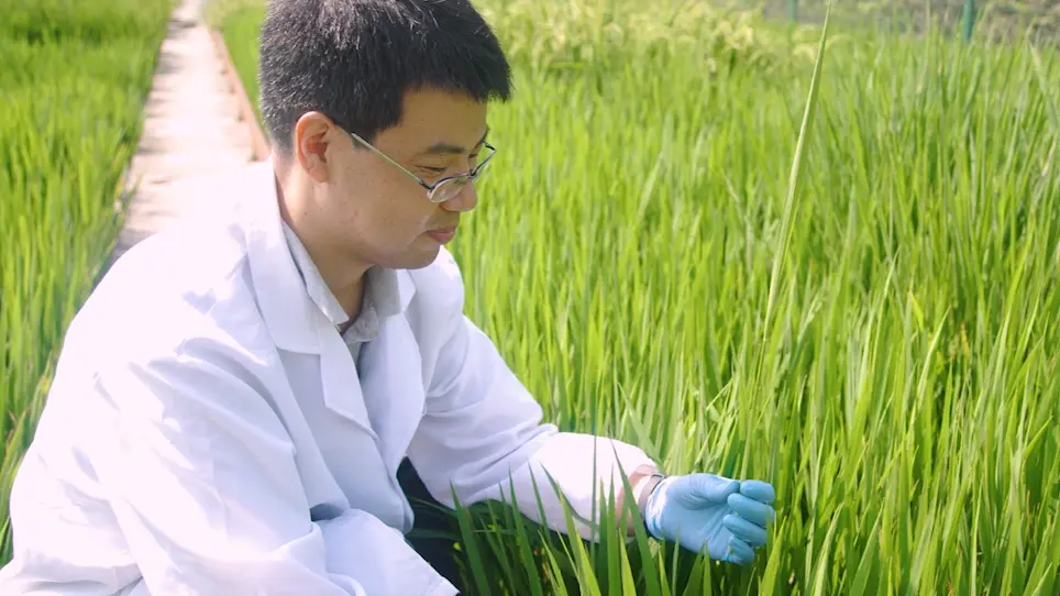 <em>Agrobacterium</em>-Mediated Genetic Transformation, Transgenic Production, and Its Application for the Study of Male Reproductive Development in Rice