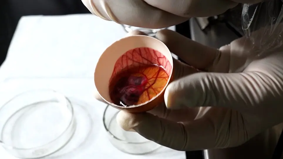Ecotoxicological Effects of Microplastics on Bird Embryo Development by Hatching without Eggshell