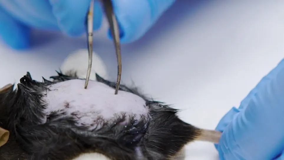 A Mouse Model of Lumbar Spine Instability