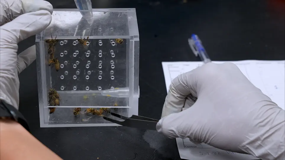 Preparation of Virus-Enriched Inoculum for Oral Infection of Honey Bees (<em>Apis mellifera</em>)