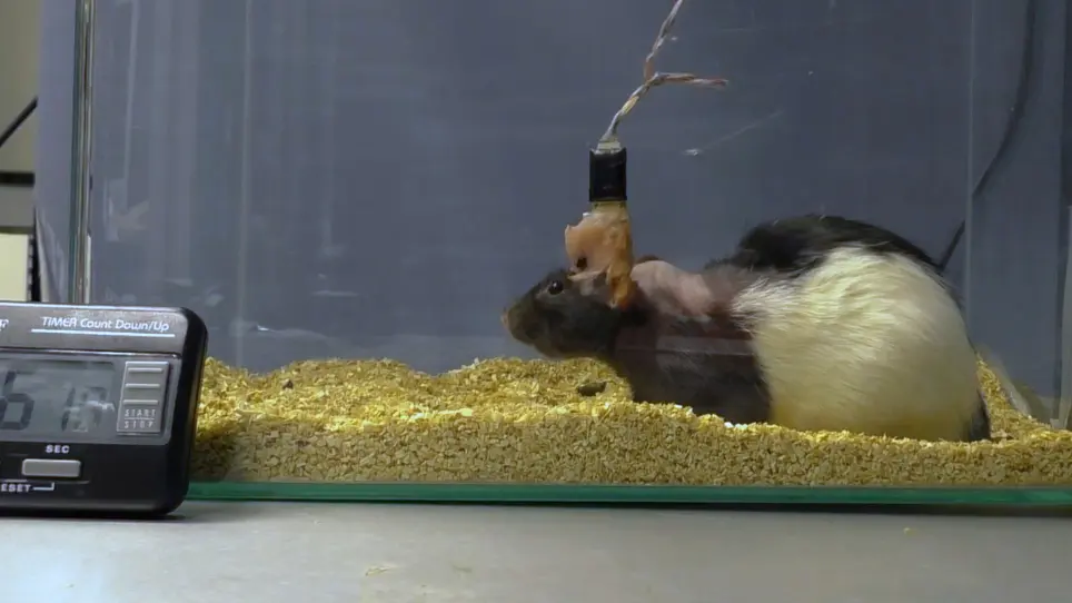 Generating Acute and Chronic Experimental Models of Motor Tic Expression in Rats