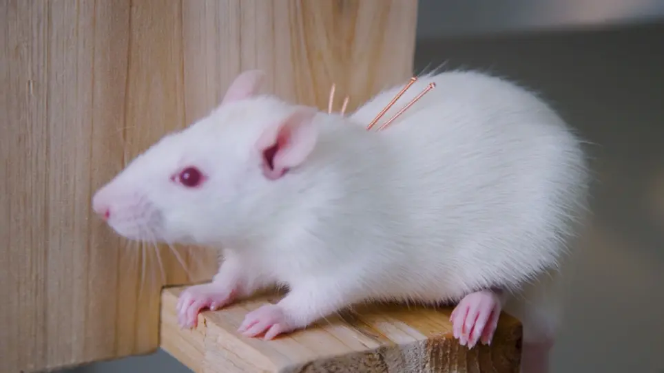 Acupuncture in a Rat Model of Asthma