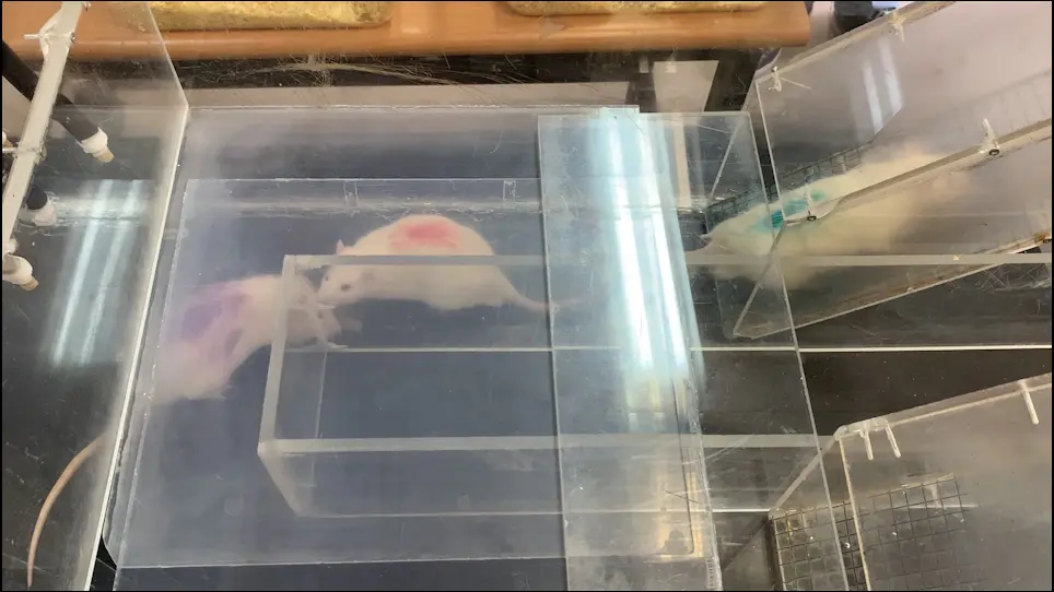 A Complex Diving-For-Food Task to Investigate Social Organization and Interactions in Rats