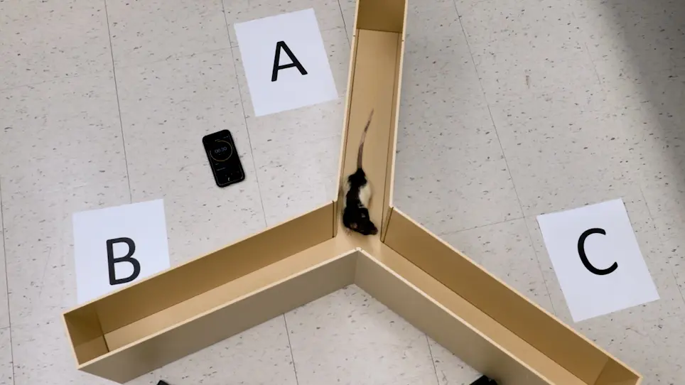 Behavioral Assessment of Visual Function via Optomotor Response and Cognitive Function via Y-Maze in Diabetic Rats