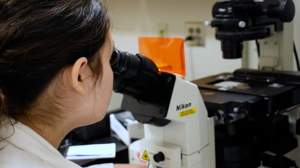 A Hydrophobic Tissue Clearing Method for Rat Brain Tissue