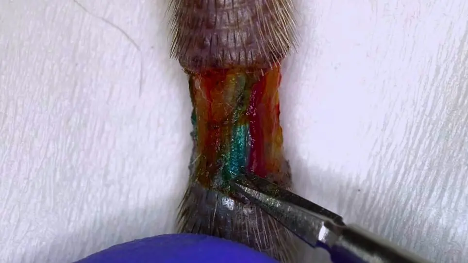 A Murine Tail Lymphedema Model