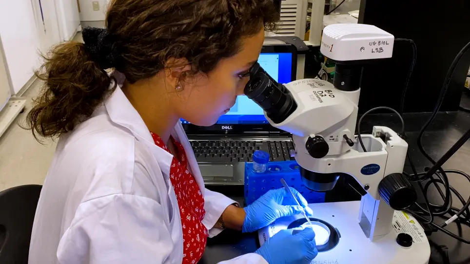 Studying the Activity of Neuropeptides and Other Regulators of the Excretory System in the Adult Mosquito