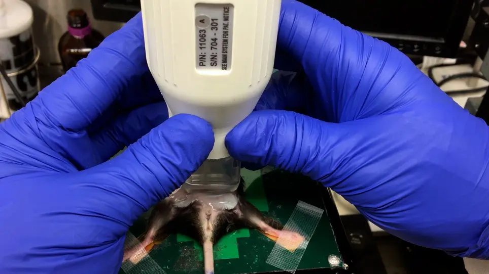 Is My Mouse Pregnant? High-Frequency Ultrasound Assessment