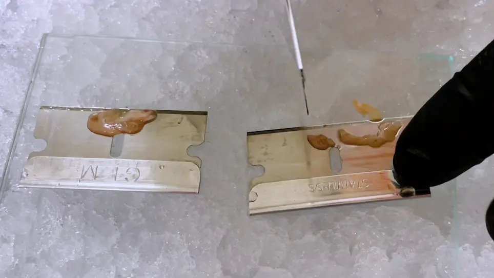 Cerebellar Regional Dissection for Molecular Analysis