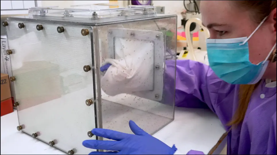 Sand Fly (Phlebotomus papatasi) Embryo Microinjection for CRISPR/Cas9 Mutagenesis