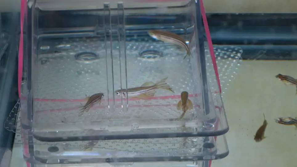 The Three-Chamber Choice Behavioral Task using Zebrafish as a Model System