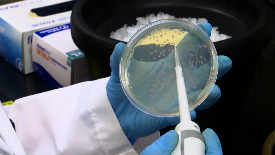 Rapid Assembly of Multi-Gene Constructs using Modular Golden Gate Cloning