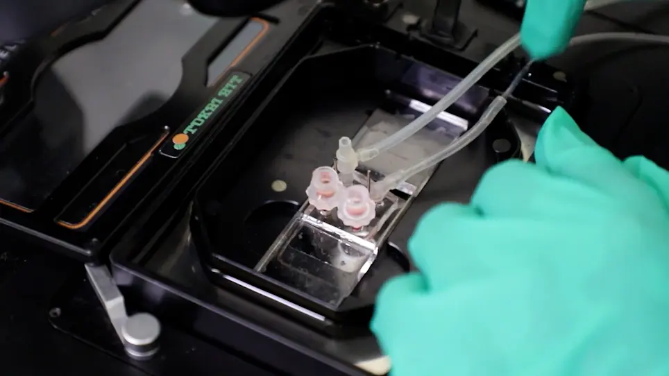 Microfluidic Model to Mimic Initial Event of Neovascularization