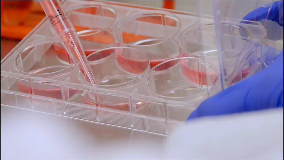 Isolation and Differentiation of Primary White and Brown Preadipocytes from Newborn Mice