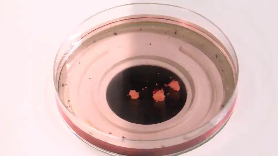 Separation of Follicular Cells and Oocytes in Ovarian Follicles of Zebrafish