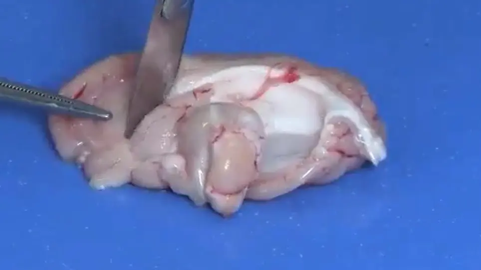 Extraction and Dissection of the Domesticated Pig Brain