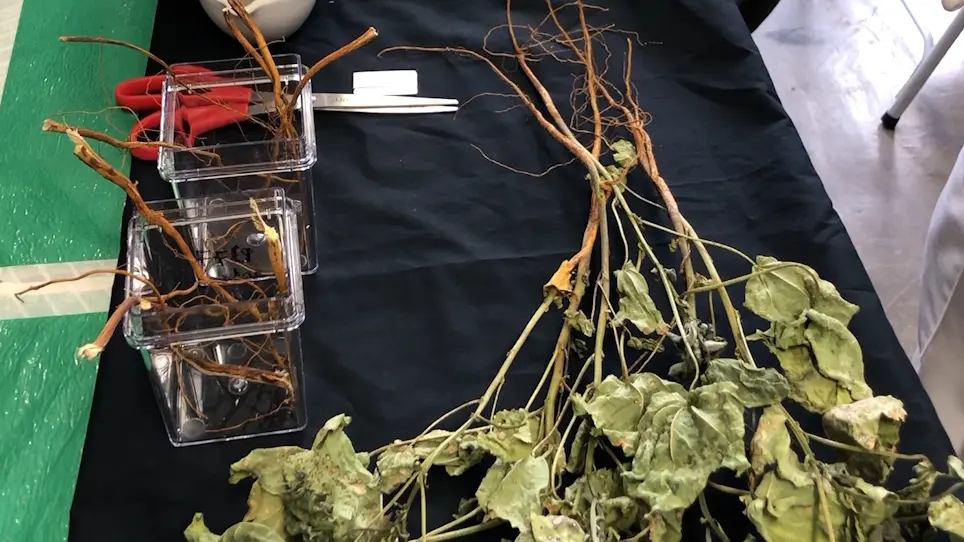 Estimation of Crystalline Cellulose Content of Plant Biomass using the Updegraff Method