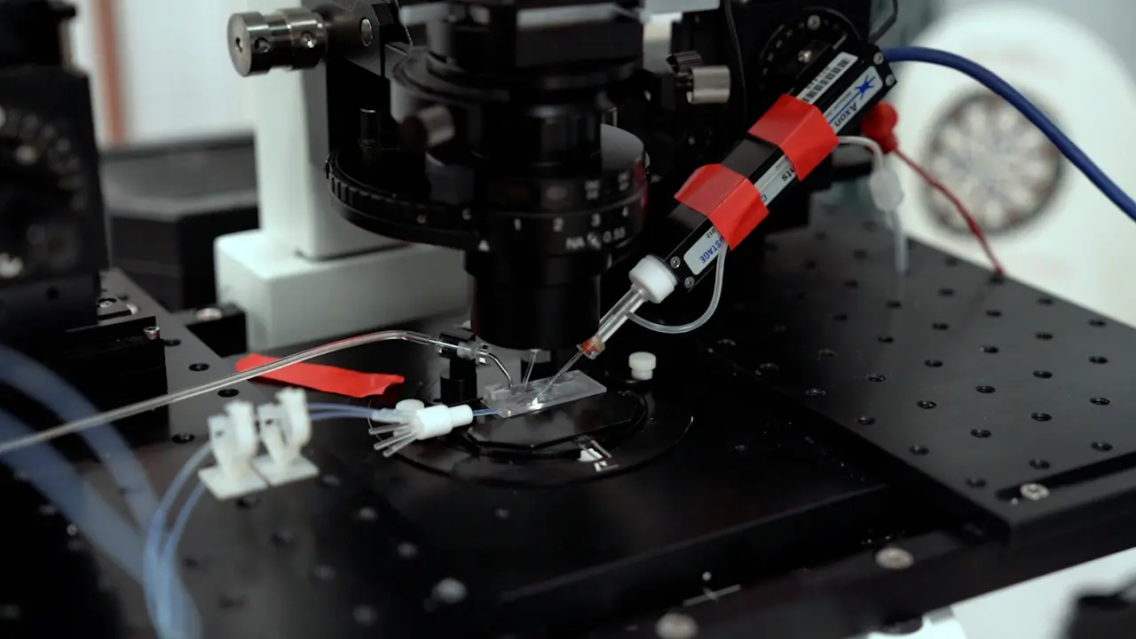 Recording Electrical Currents across the Plasma Membrane of Mammalian Sperm Cells