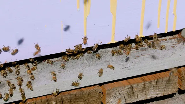 Collection and Identification of Pollen from Honey Bee Colonies